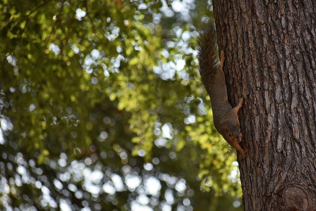 平局中的胜 平局中的胜